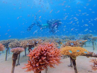 Санго морски корал - трикът на здравето и дълголетието - st415 kv okinawan coral reef 1024x683 1