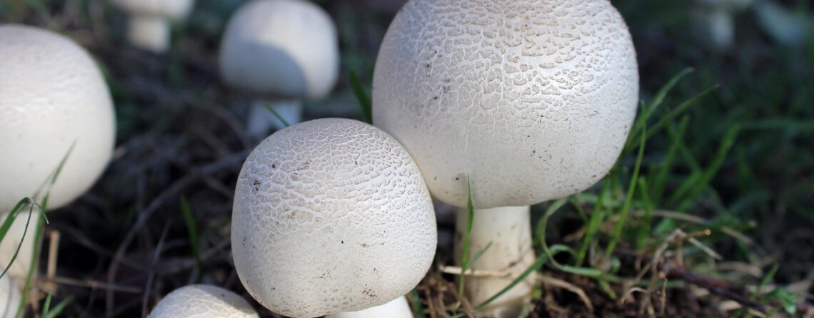 Агарикус Блазей гъба