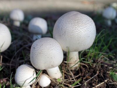 Агарикус Блазей гъба