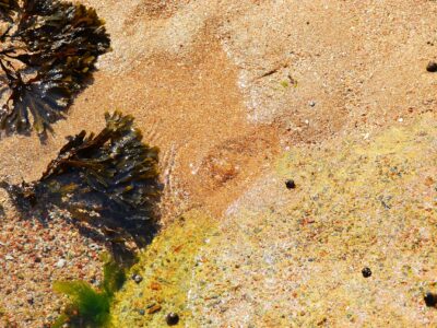 Мехурчесто водорасло ползи за щитовидната жлеза и за отслабване - vodoraslo mehurchesto