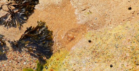 Мехурчесто водорасло ползи за щитовидната жлеза и за отслабване - vodoraslo mehurchesto