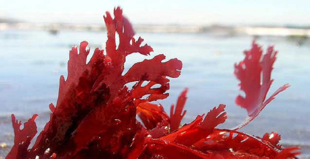 антиоксидант