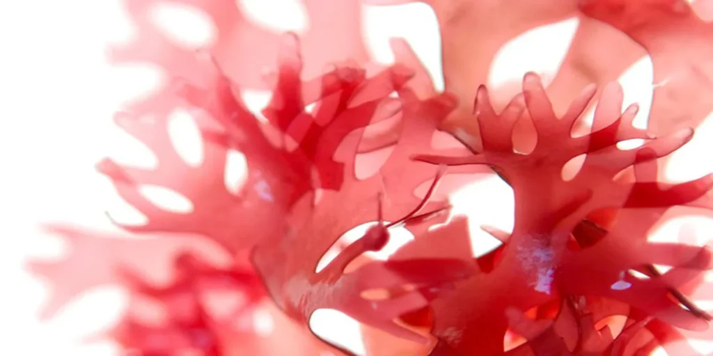 астаксантин и <a href=