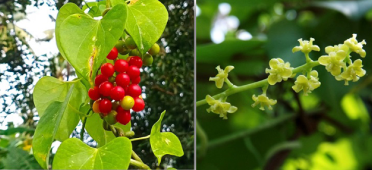 Tinospora cordifolia