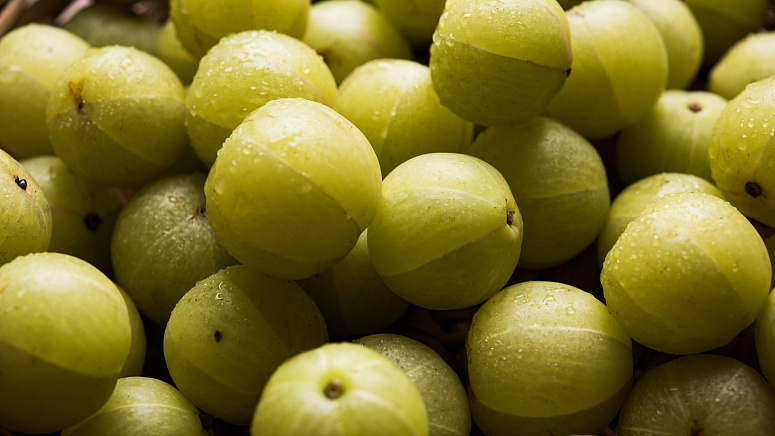 индийско цариградско грозде