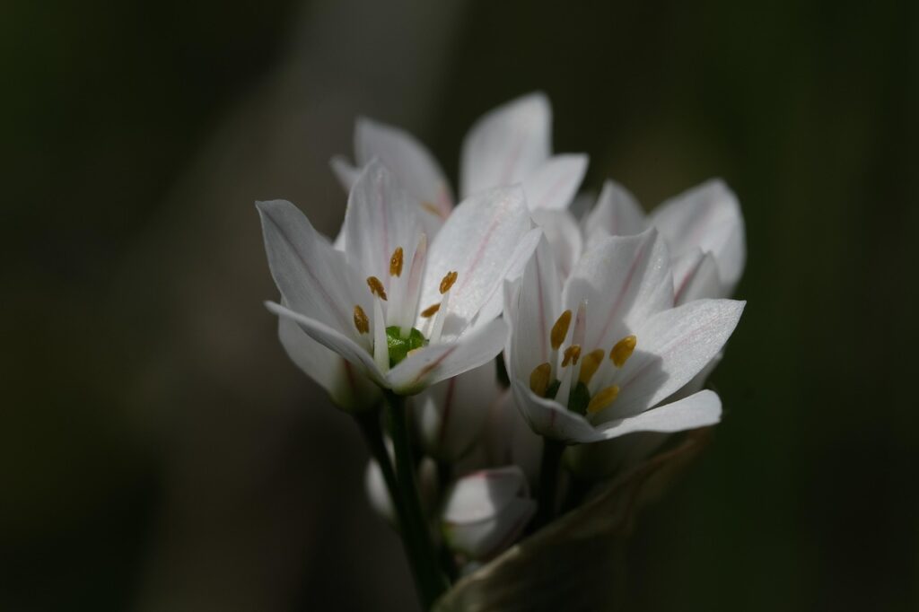 мечи лук-цвят