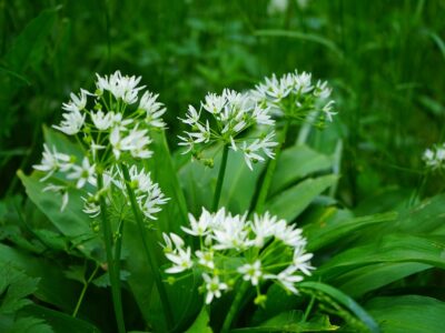 Див, чист и незаменим: Всичко, което не знаете за дивия чесън - левурда - div chesan lista