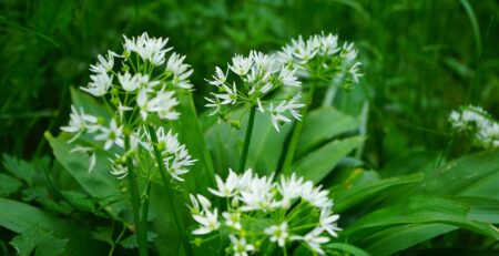 Див, чист и незаменим: Всичко, което не знаете за дивия чесън - левурда - div chesan lista