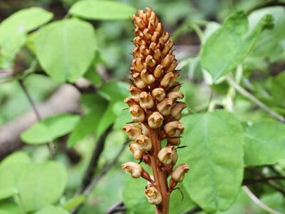 китайска Тиен Ма