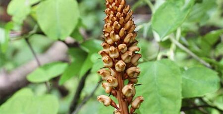 китайска Тиен Ма