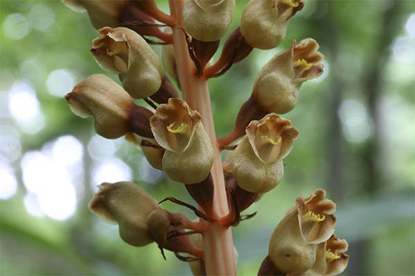 Гастродия елата цвят
