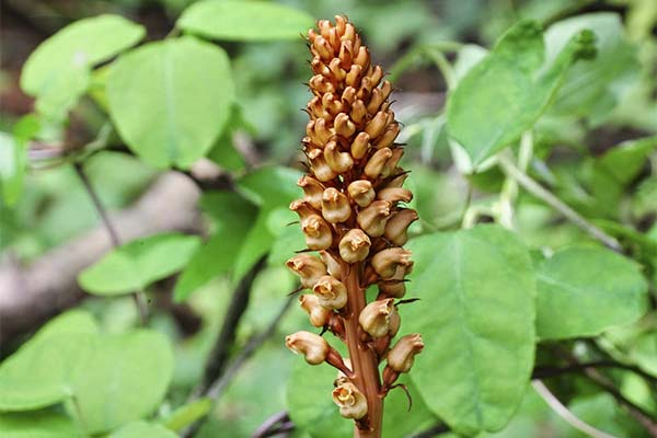 китайска Тиен Ма