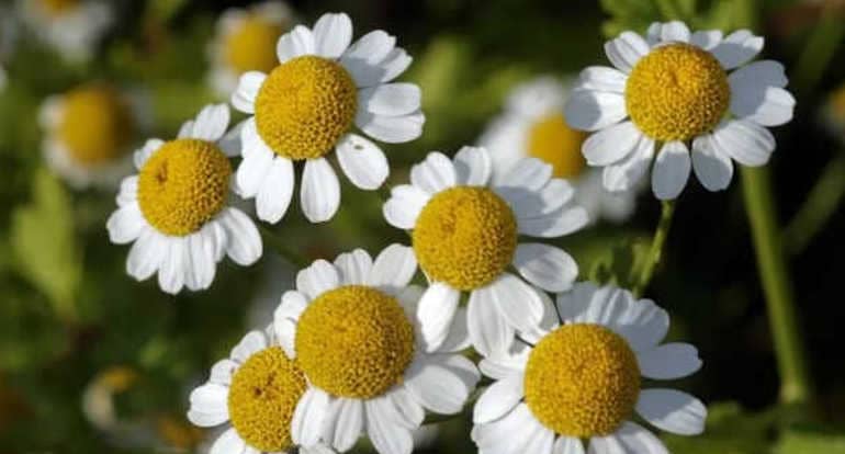 моминска вратига цвят