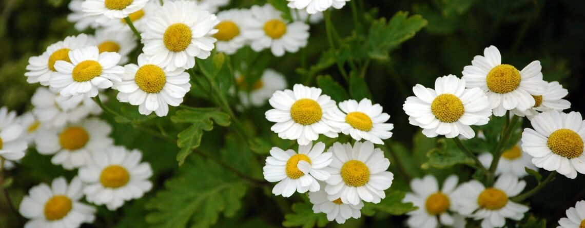 моминската вратига