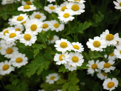 моминската вратига