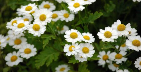 моминската вратига