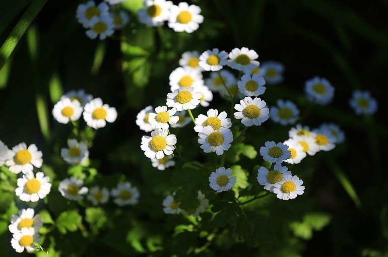 моминска вратига