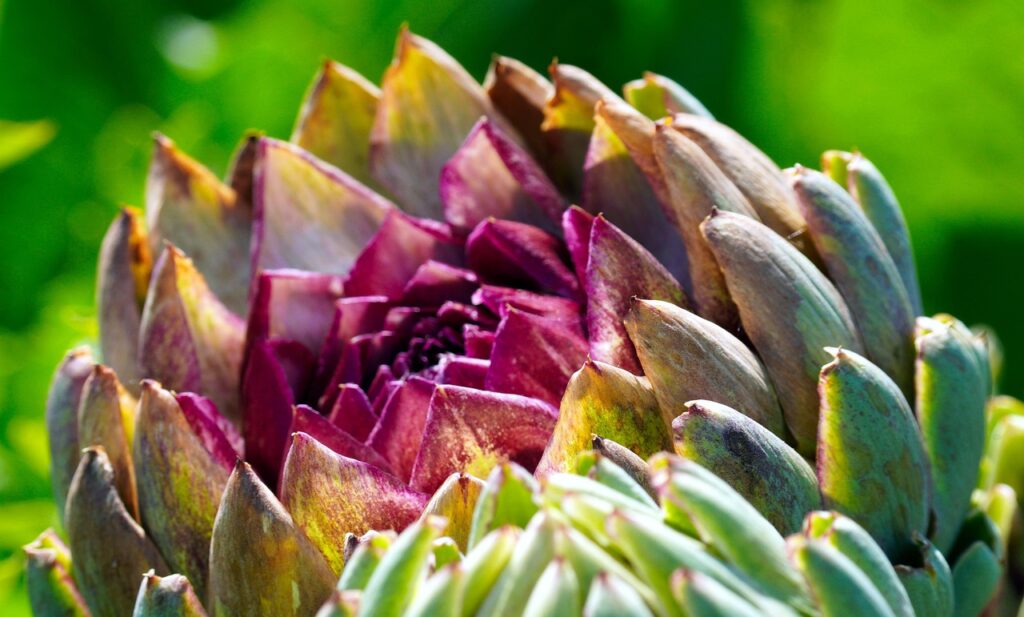 артишок за черния дроб