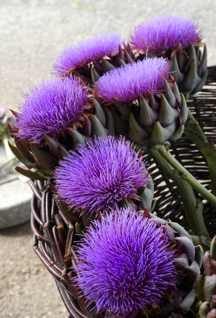 артишок цвят