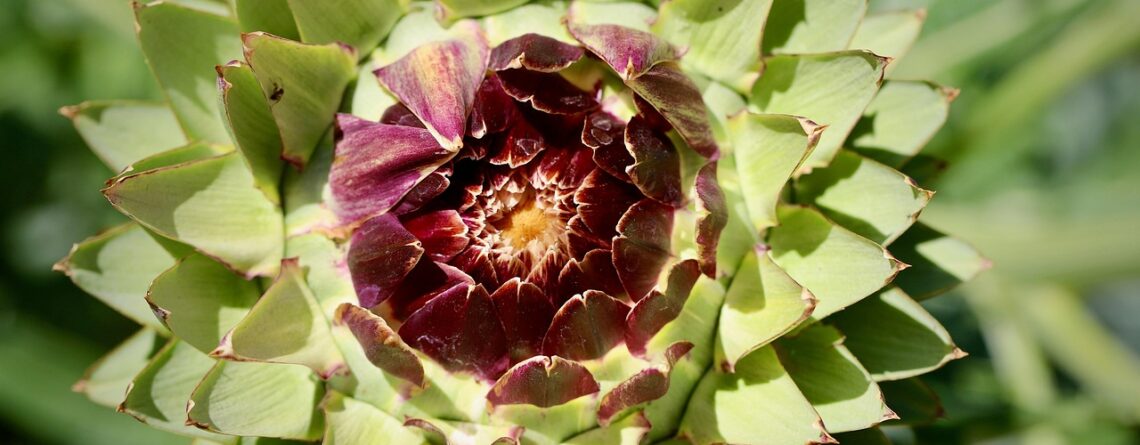 артишок-листа