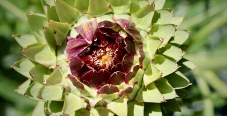 артишок-листа