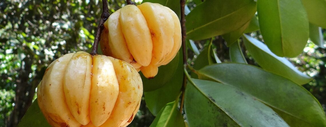Garcinia Cambogia