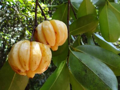 Garcinia Cambogia