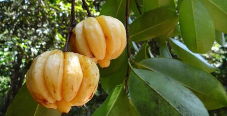 Garcinia Cambogia