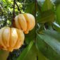 Garcinia Cambogia