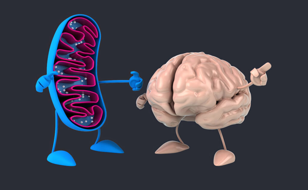 Митохондрии
