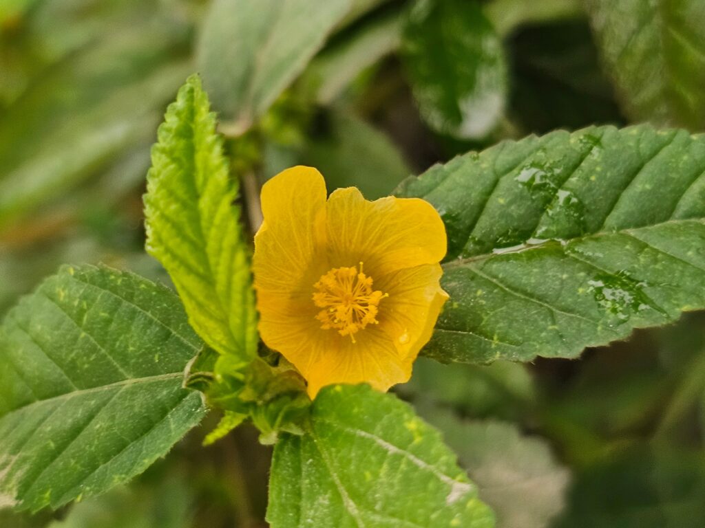Sida cordifolia